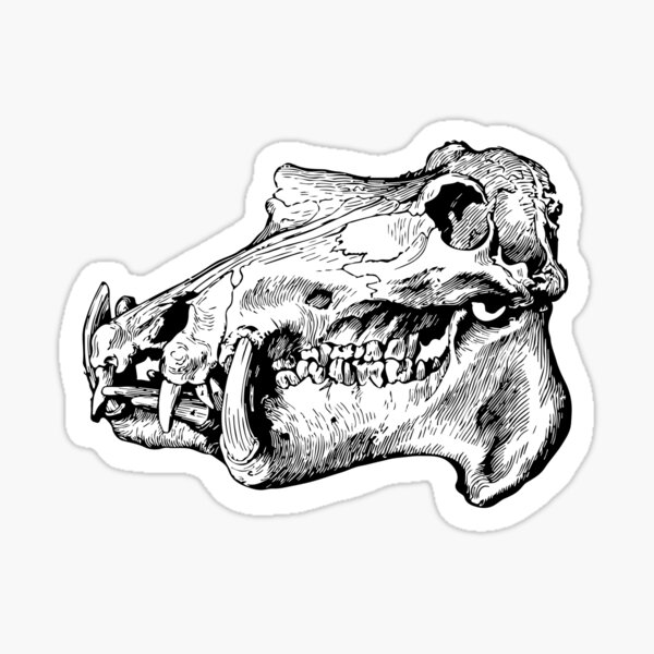 &ldquo;Hippo Skull&rdquo; Sticker for Sale by mburman1 | Redbubble
