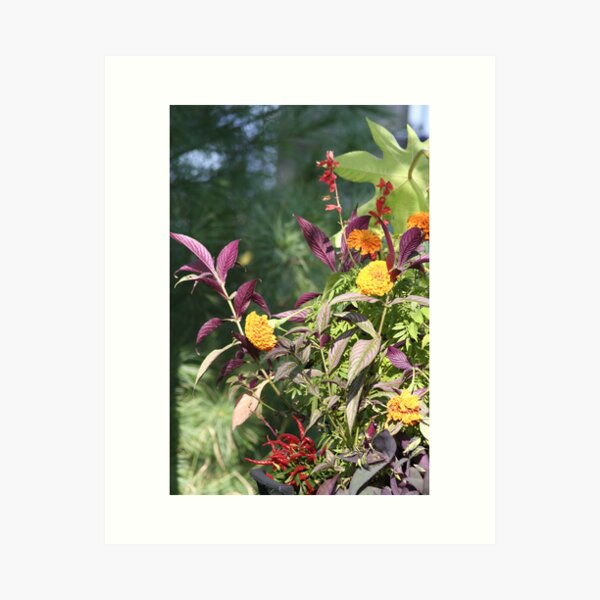 Natures own Colour Arrangement Art Print
