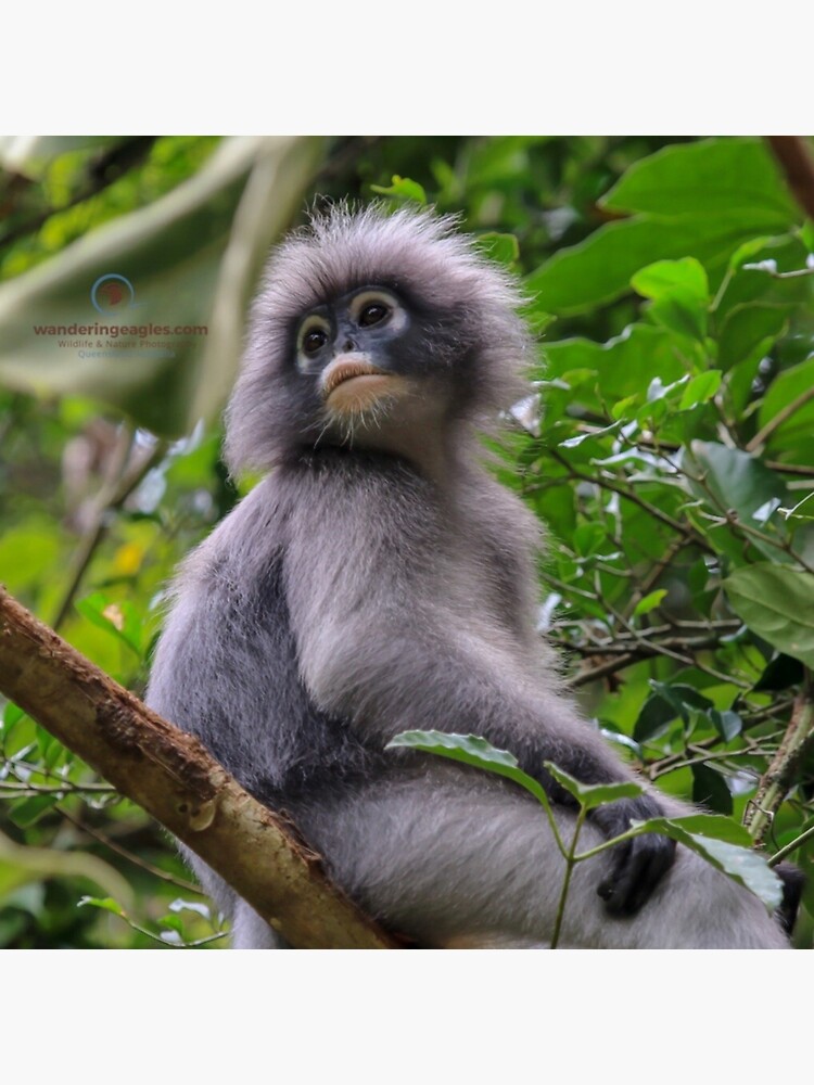 Premium Photo  Portrait of dusky leaf monkey in thailand wilderness park