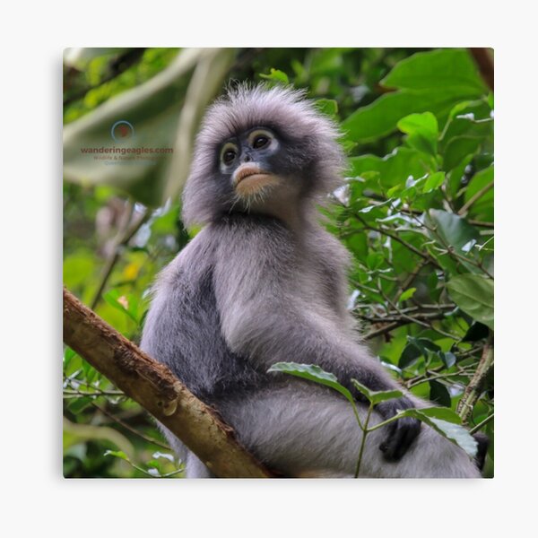 Dusky Leaf Monkey Canvas Print