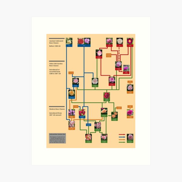 Item preview, Cultivated Rose Varieties Chart designed and sold by RoseFarm.