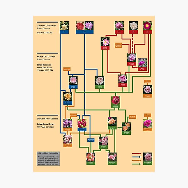 Cultivated Rose Varieties Chart Photographic Print