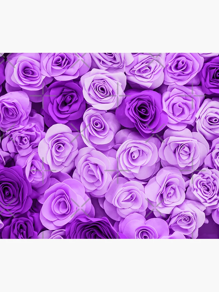 purple roses wallpaper desktop