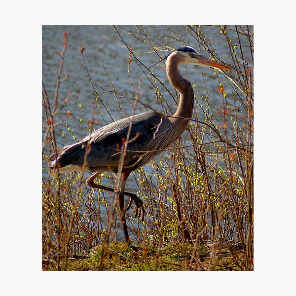 Item preview, Great Blue Heron designed and sold by tedmonds.