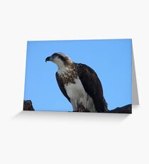 Osprey (Pandion haliaetus) Greeting Card