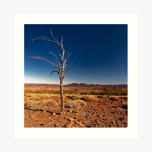 Lone Tree Art Print