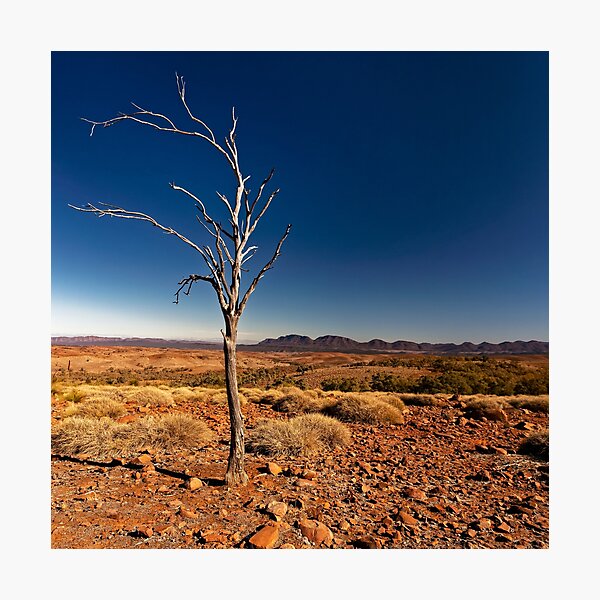 Item preview, Lone Tree designed and sold by David  Hibberd.