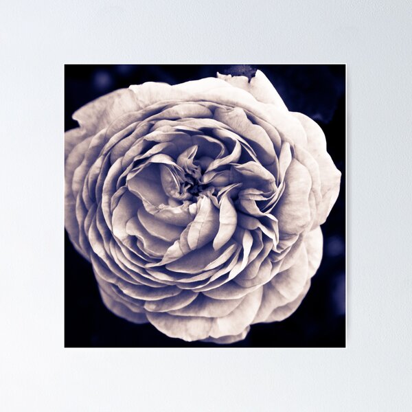 Artikelvorschau, Moonlight purple rose entworfen und verkauft von apsjphotography.