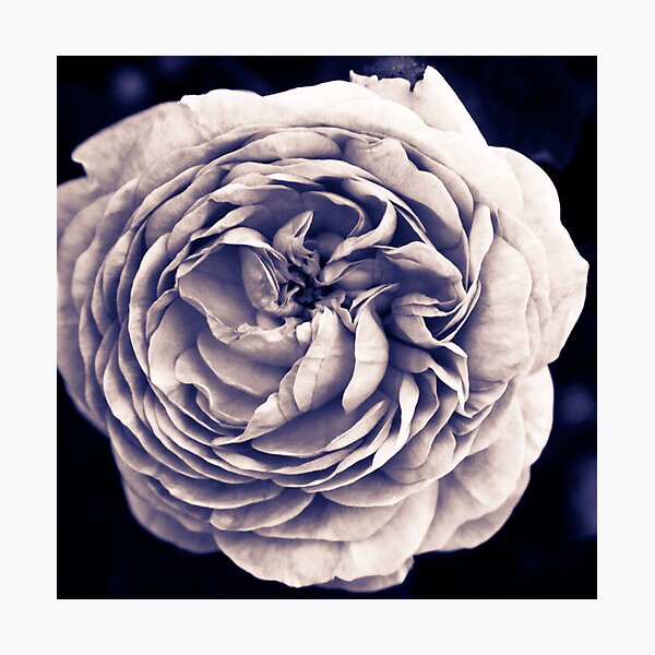 Item preview, Moonlight purple rose designed and sold by apsjphotography.