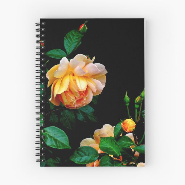 Aperçu de l'œuvre Heavy est la tête de la beauté - Apricot Rose créée et vendue par BBrightman.