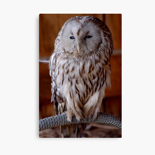 and the owl says "...oye..." Canvas Print