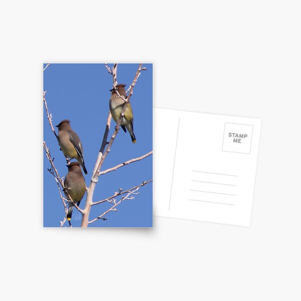Cedar Waxwings Postcard