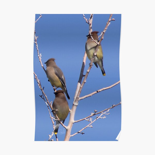 Cedar Waxwings Poster