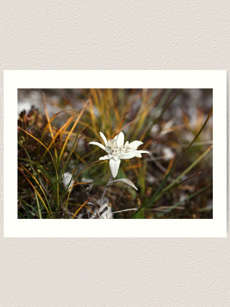 Alternate view of Alpine Edelweiss Art Print