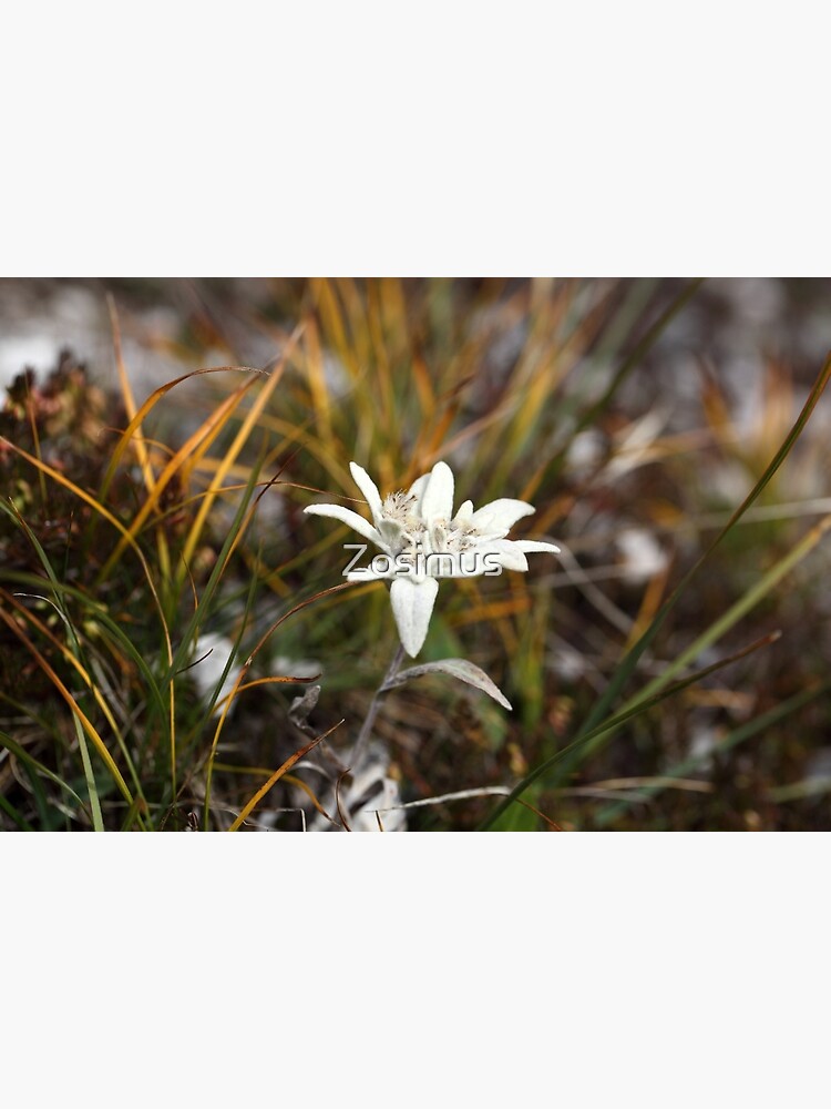 Alpine Edelweiss by Zosimus