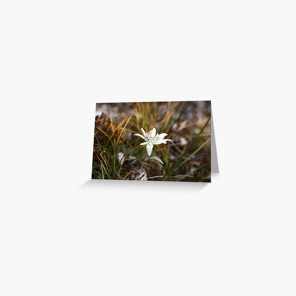 Alpine Edelweiss Greeting Card