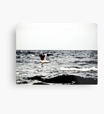 Coming in for Landing Metal Print