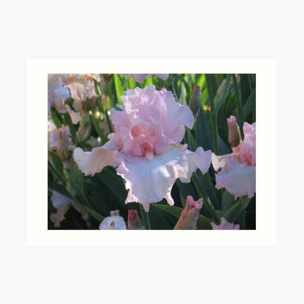 Delicate Pink Iris Art Print