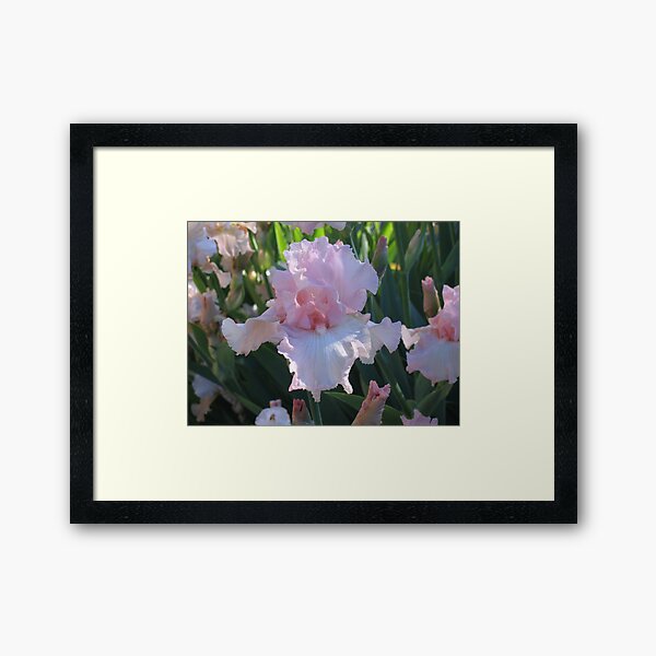 Delicate Pink Iris Framed Art Print