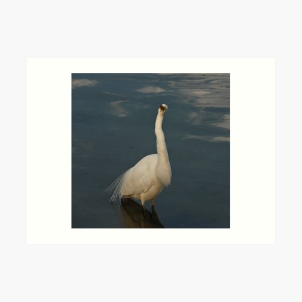 INTERMEDIATE EGRET Art Print