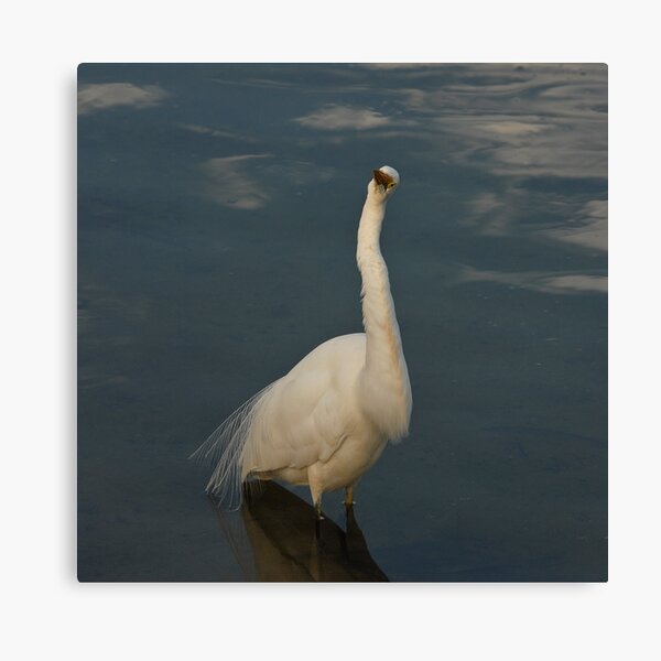 INTERMEDIATE EGRET Canvas Print