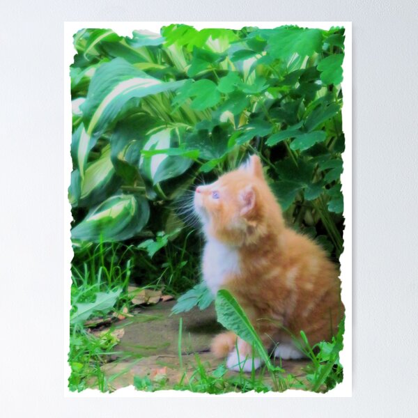Item preview, Keep Looking Up, Kitty! designed and sold by teresa731.