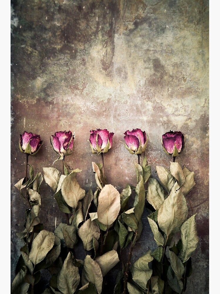 Five dried roses Art Print by Maria Heyens