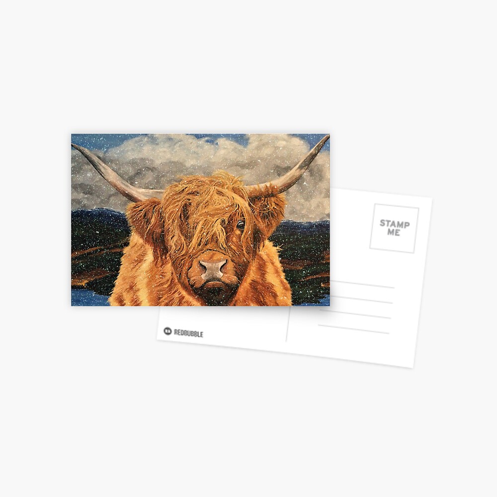 Highland Cow in Early Snow Postcard Postcard
