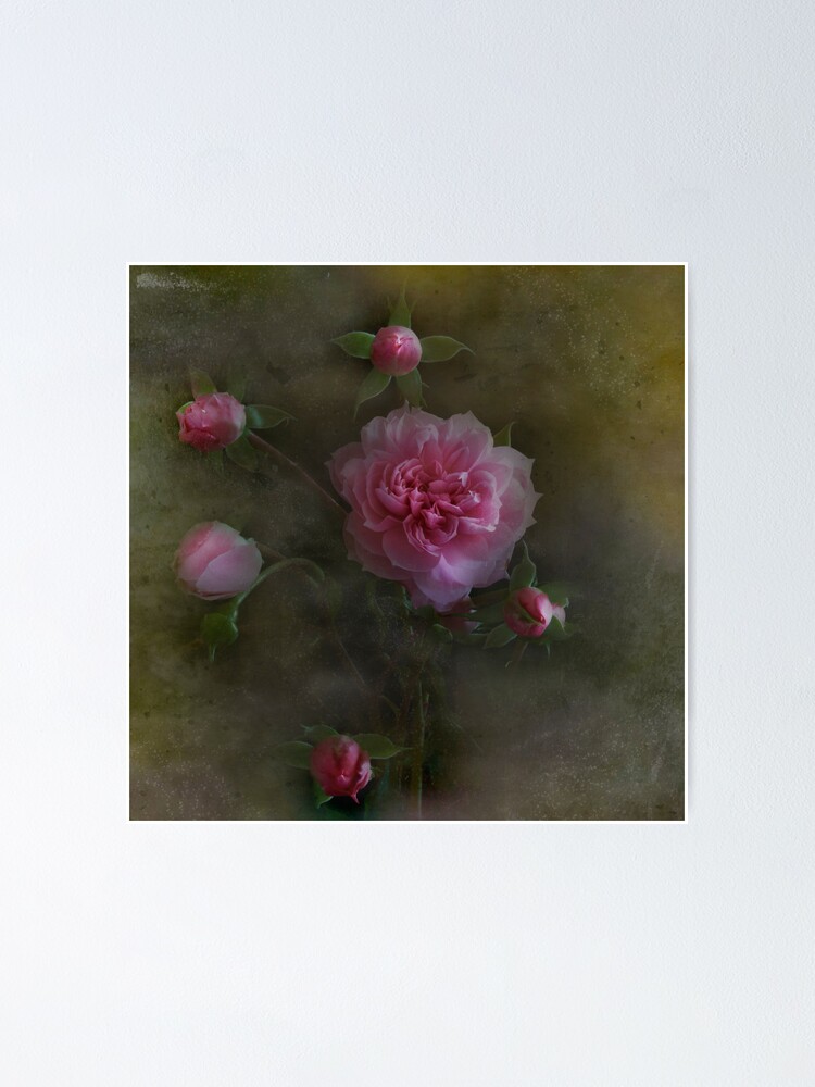 Thumbnail 1 of 3, Poster, Rose Montage designed and sold by Dance.