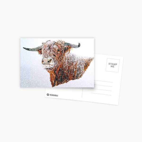 Snowy Highland Cow in Falling Snow Postcard Postcard