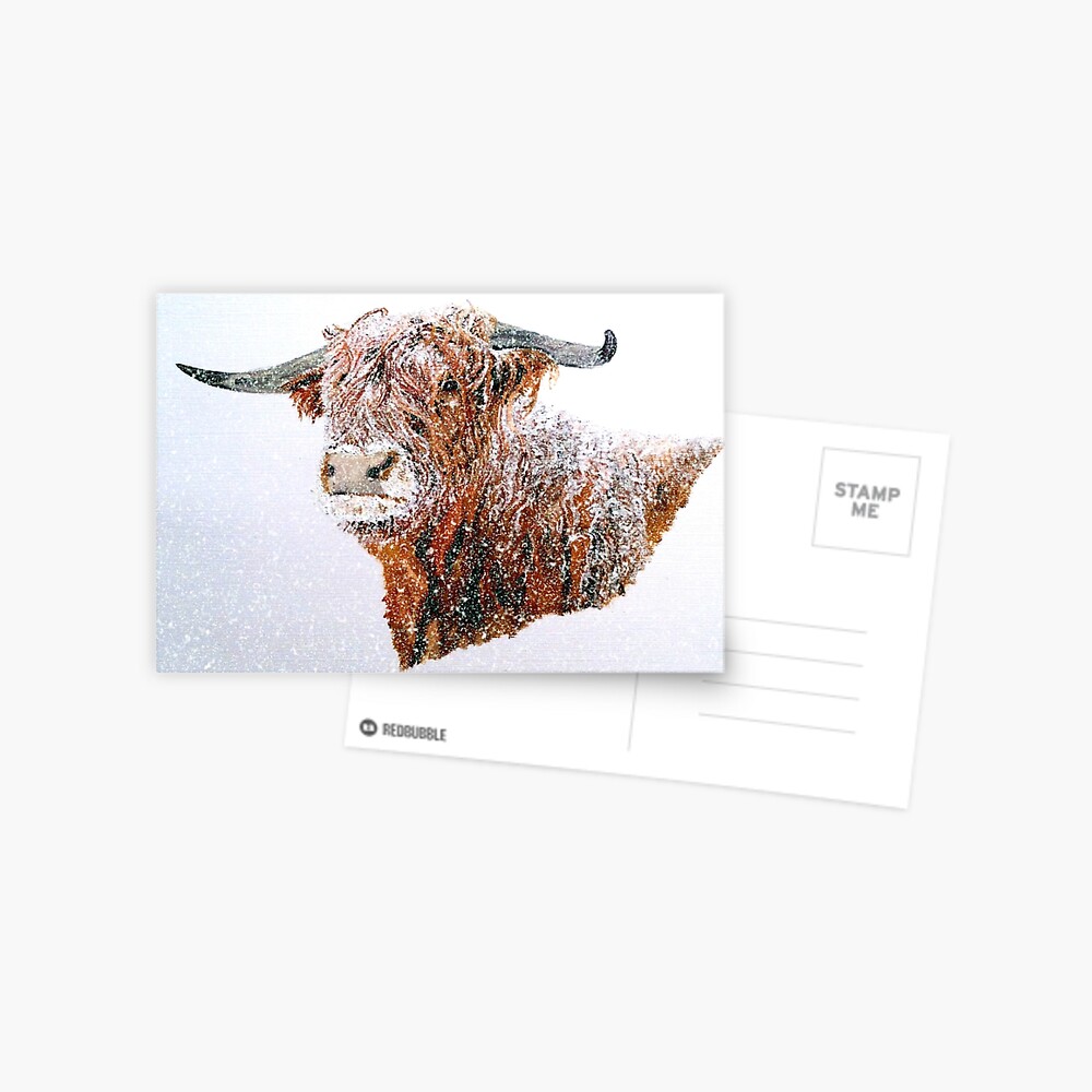 Snowy Highland Cow in Falling Snow Postcard Postcard