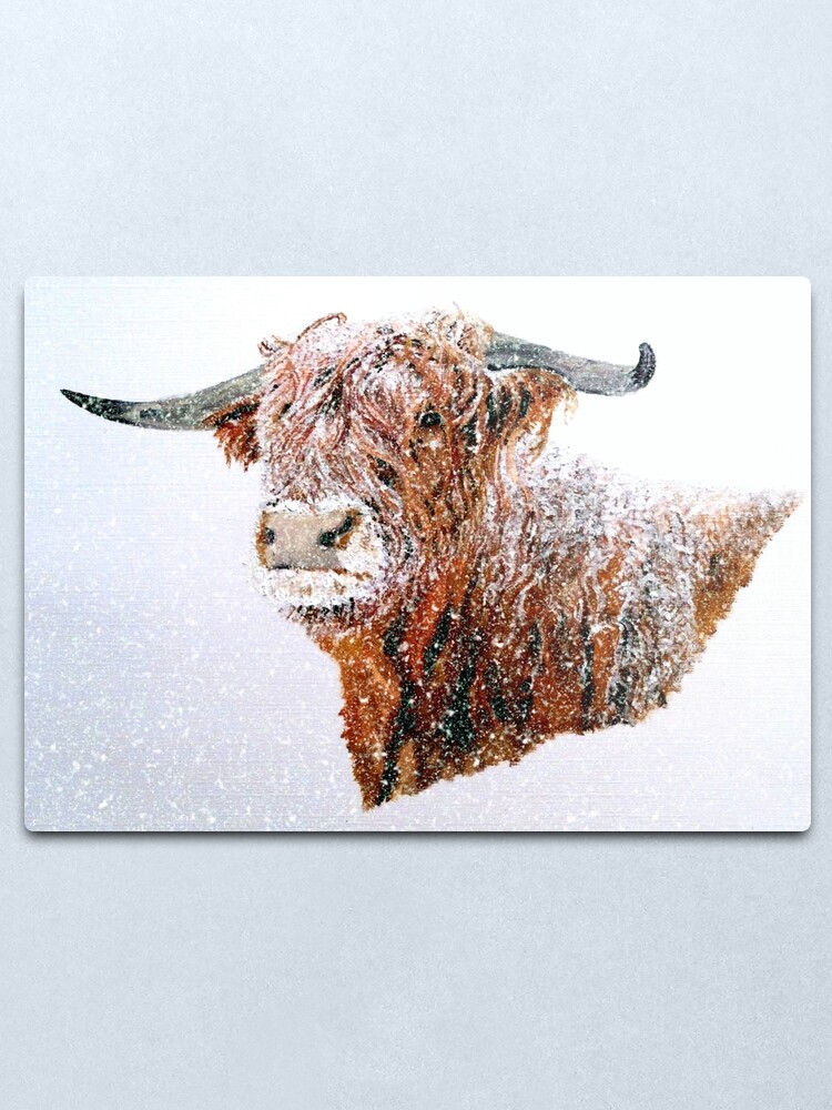 Alternate view of Snowy Highland Cow in Falling Snow - Wall Art Metal Print