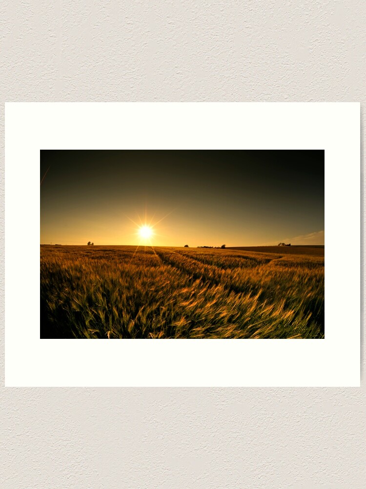 Alternate view of Sunny crop Art Print