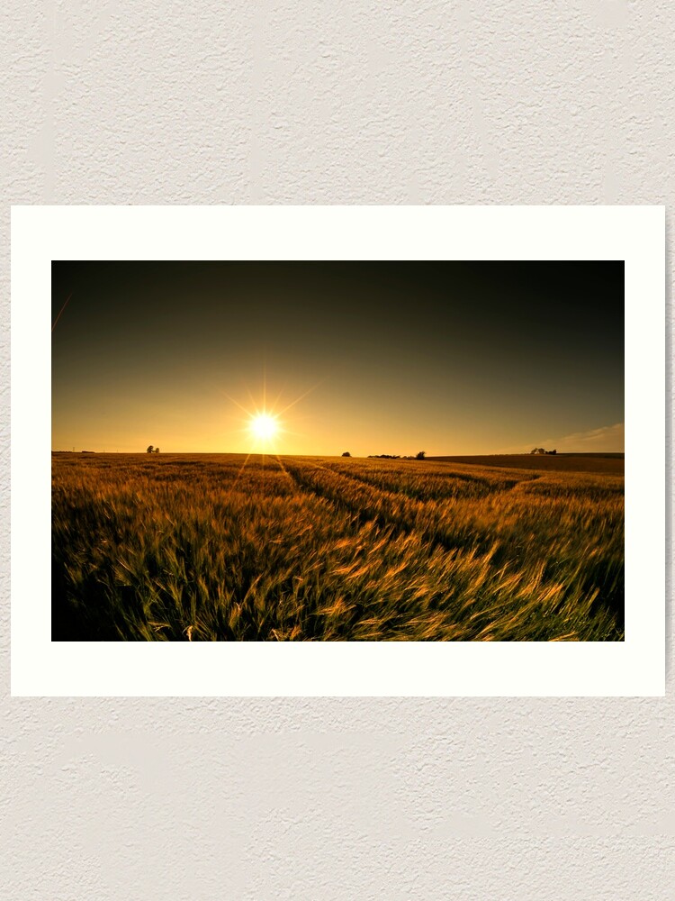 Alternate view of Sunny crop Art Print