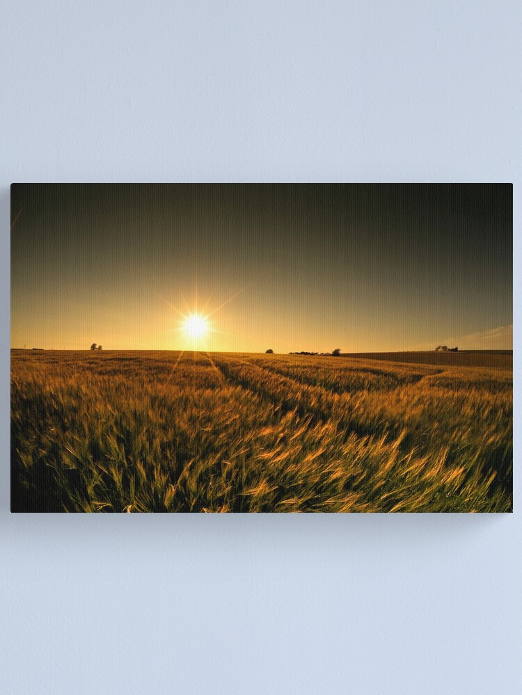 Alternate view of Sunny crop Canvas Print