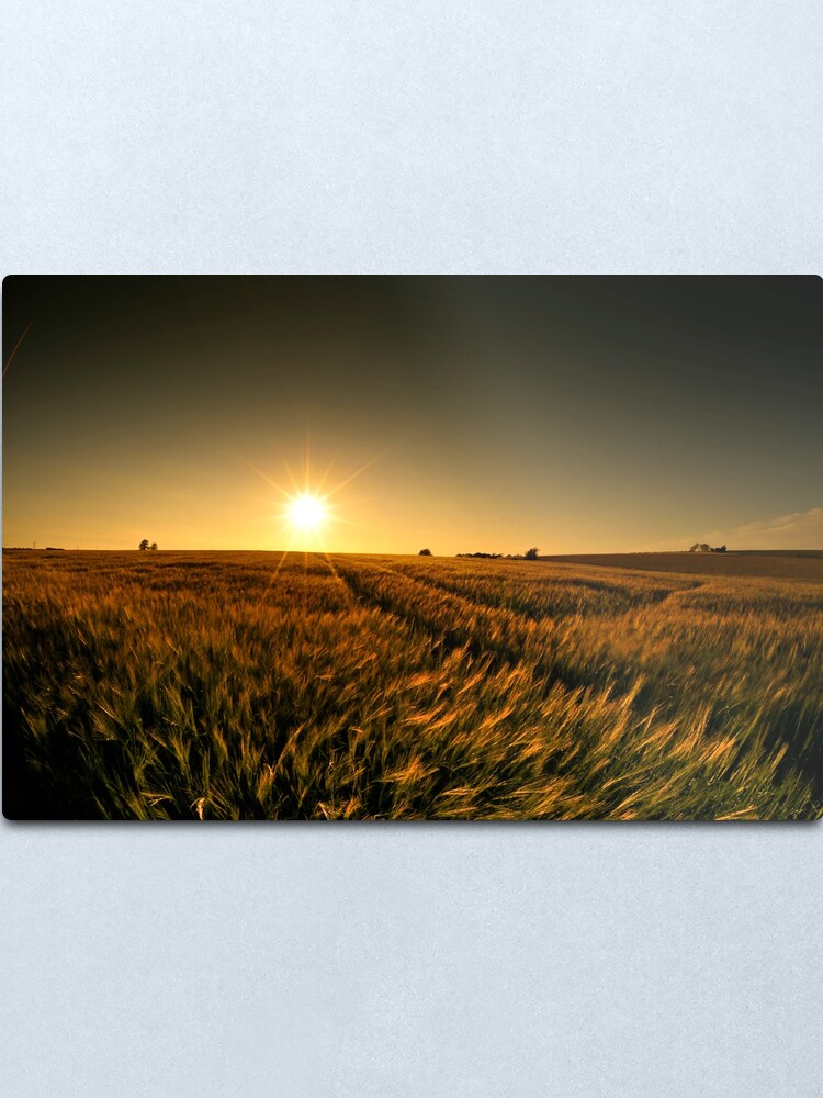 Alternate view of Sunny crop Metal Print