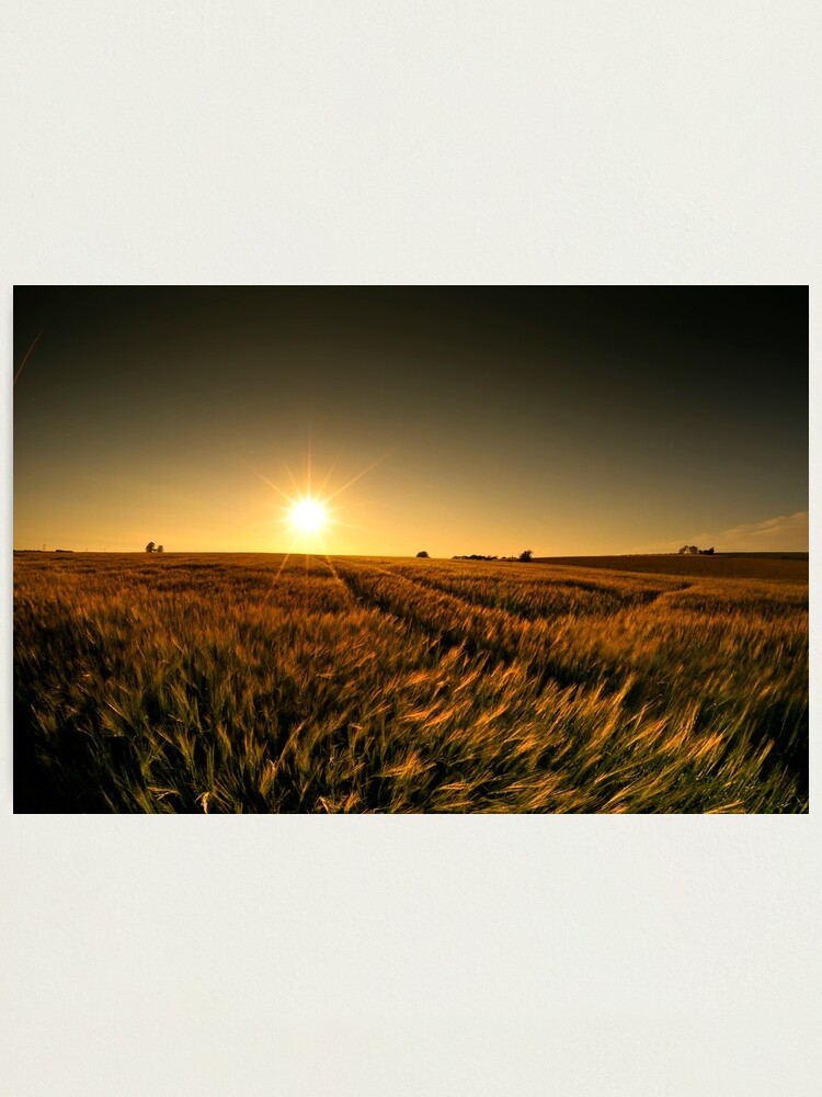 Alternate view of Sunny crop Photographic Print
