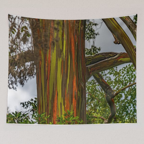 Item preview, Rainbow Eucalyptus designed and sold by Roselyn Shoko.