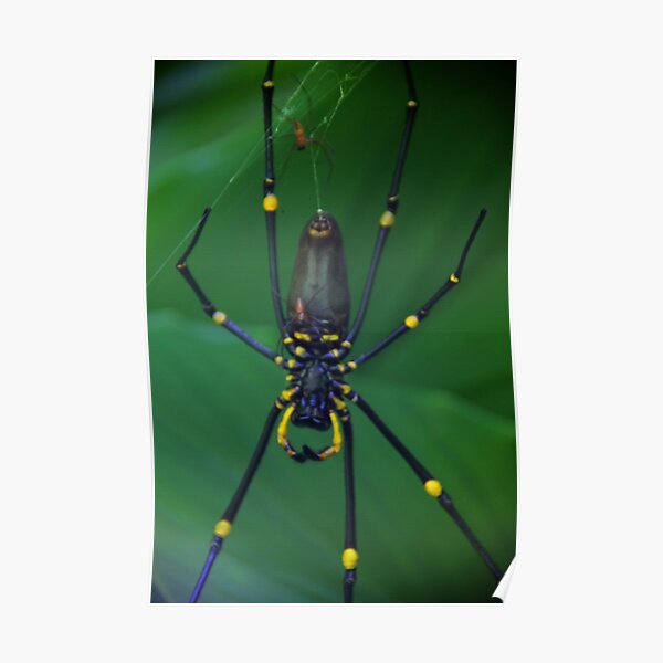 Golden Silk Orb-Weaver Poster