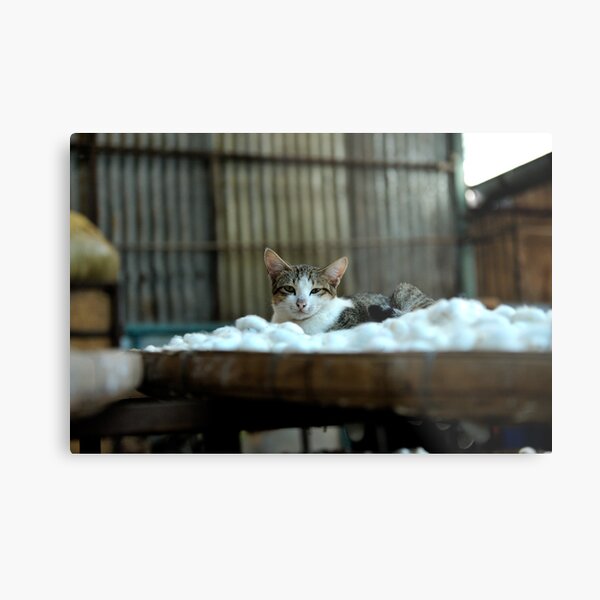 Cat resting on a tray of silkworm cocoons. Da Lat (Dalat), Vietnam Metal Print