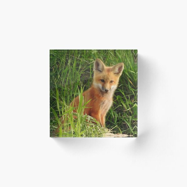Young Red Fox Acrylic Block