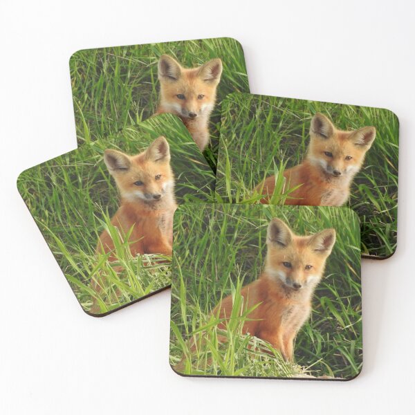 Young Red Fox Coasters (Set of 4)