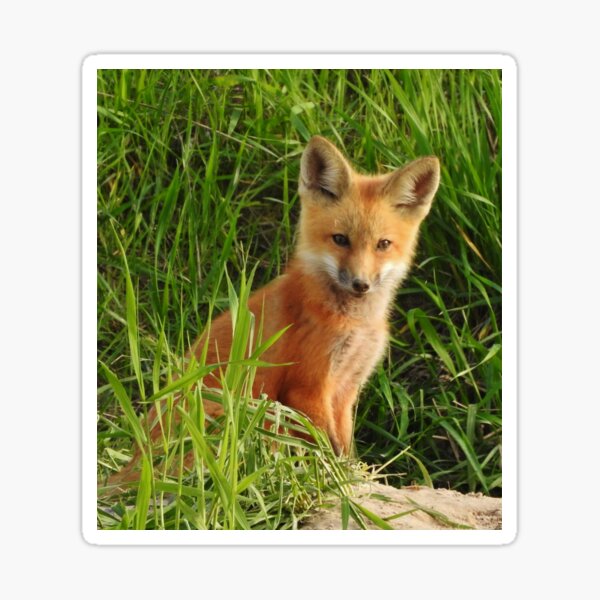 Young Red Fox Sticker