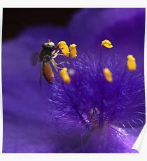 Syrphid Fly On Common Spiderwort Poster