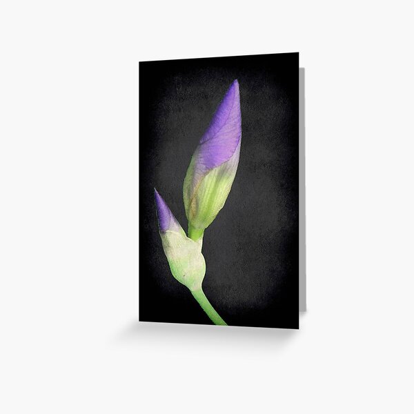 Popping Up Irises © Greeting Card