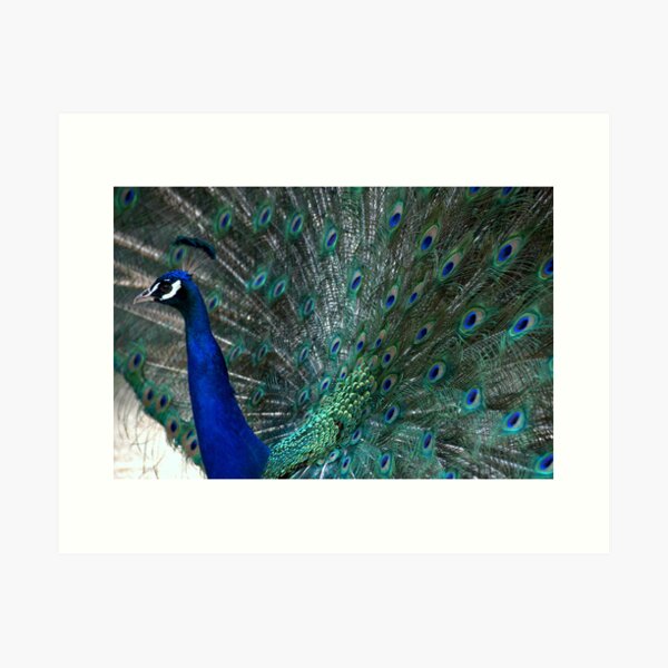 Item preview, Blue Peacock's feathers designed and sold by Jean-Luc Rollier.