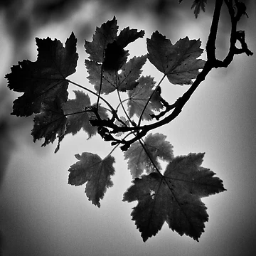 Artwork thumbnail, Maple by Alan Dryer