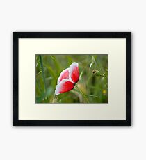 Little Poppy II Framed Print
