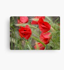 Poppies Canvas Print