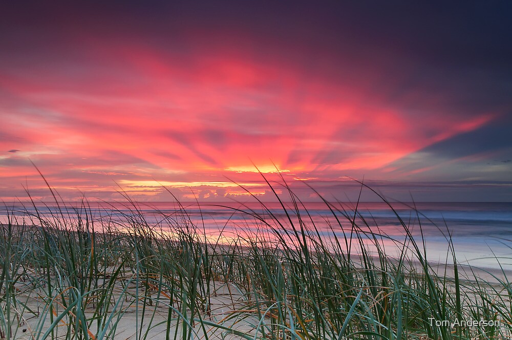  Pink Sunrise  Yaroomba Beach Qld by Tom Anderson 